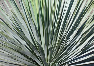 Юкка садовая (Yucca) — купите саженцы в контейнере в Краснодаре -  Прекраснодар — садовый центр в Краснодаре