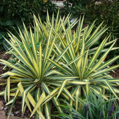Юкка сизая (Yucca glauca) -