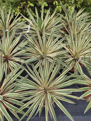 Юкка славная Variegata