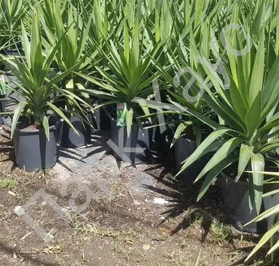 Юкка славная, купить, Yucca gloriosa, Многолетние растения в контейнерах,  упаковке и ОКС Купить растения в Ростове-на-Дону, Интернет-магазин,  питомник растений, хвойные и лиственные, уличные, плодовые и декоративные  деревья и кустарники, растения ...