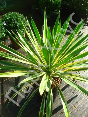 Юкка славная 'Variegata', купить в Ростове, Yucca gloriosa 'Variegata' box,  Многолетние растения в контейнерах, упаковке и ОКС Купить растения в  Ростове-на-Дону, Интернет-магазин, питомник растений, хвойные и лиственные,  уличные, плодовые и ...