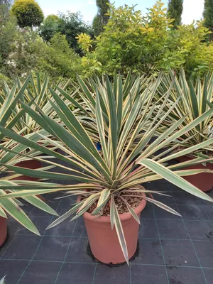 Юкка славная Variegata