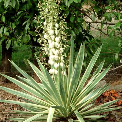 Yucca gloriosa Variegata - Юкка Славная (Пестролистная) - купить семена на  Tropics Seeds.