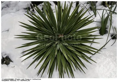 Фотография Юкка славная (Yucca gloriosa) Абхазия | Фотобанк  ГеоФото/GeoPhoto | GetImages Group