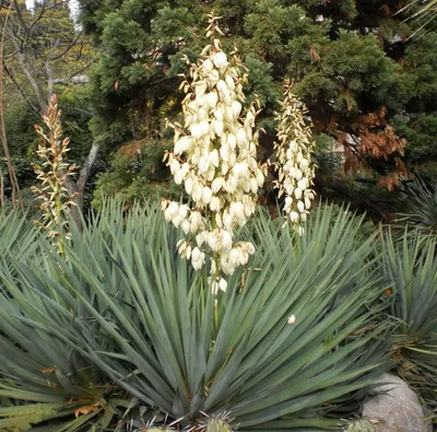 Фотография Юкка славная (Yucca gloriosa) Абхазия | Фотобанк  ГеоФото/GeoPhoto | GetImages Group