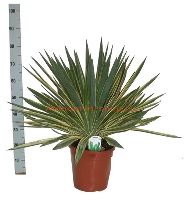 Yucca gloriosa Variegata - Юкка Славная (Пестролистная) - купить семена на  Tropics Seeds.