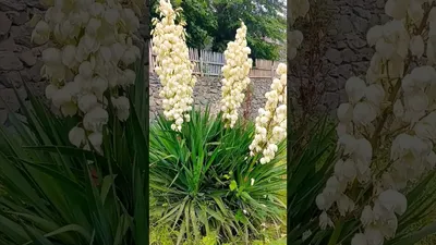 Yucca gloriosa - Изображение особи - Плантариум