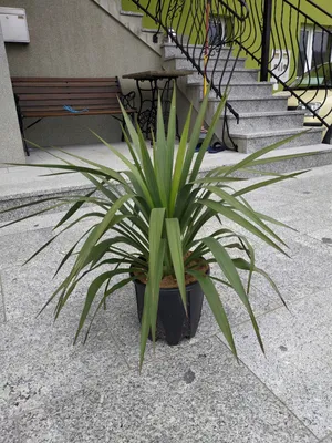 Юкка слоновая - Yucca elephantipes. Уход за юккой, фото, видео