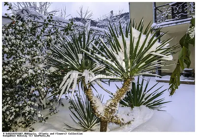 Фотография Юкка славная (Yucca gloriosa) Абхазия | Фотобанк  ГеоФото/GeoPhoto | GetImages Group