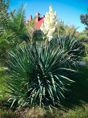 Фотография Юкка славная (Yucca gloriosa) | Фотобанк ГеоФото/GeoPhoto |  GetImages Group