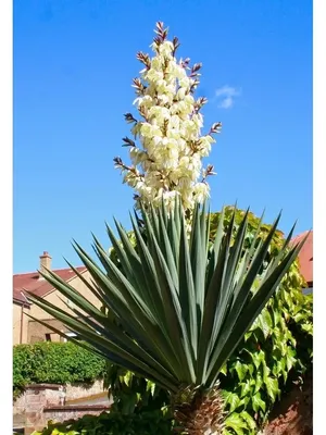 Yucca gloriosa - Изображение особи - Плантариум