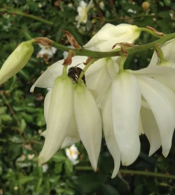 Юкка славная пестролистная (Yucca gloriosa Variegata)