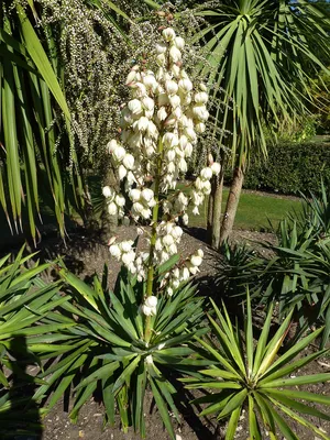 Юкка слоновая - Yucca elephantipes. Уход за юккой, фото, видео