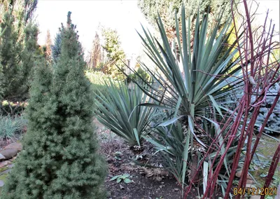 Yucca gloriosa L., Юкка славная (World flora) - Pl@ntNet identify