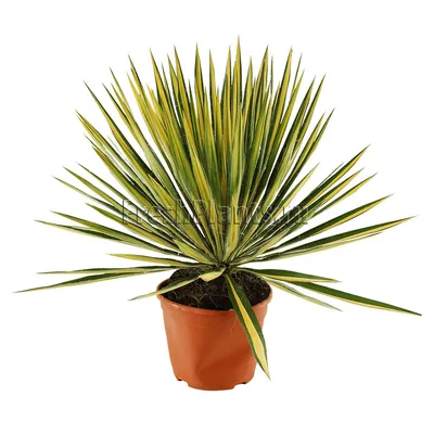 Yucca gloriosa - Wikispecies