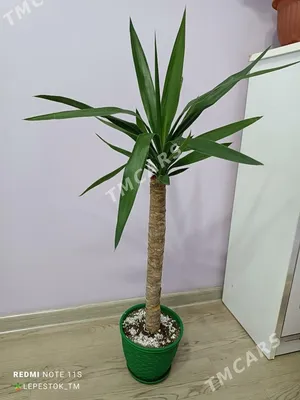 Купить Растение в горшке YUCCA ELEPHANTIPES, Юкка слоновая, 1 стебель в  ИКЕА (Минск). Цена, фото и отзывы. Официальный сайт