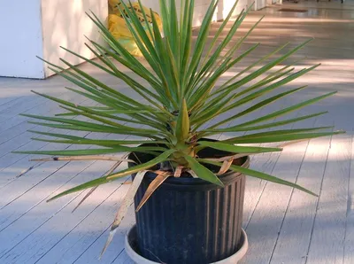 Купить Юкку Yucca elephantipes