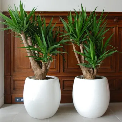 Комнатная юкка — менее капризная альтернатива пальмам | Декор растений в  помещении, Идеи посадки растений, Декор из растений