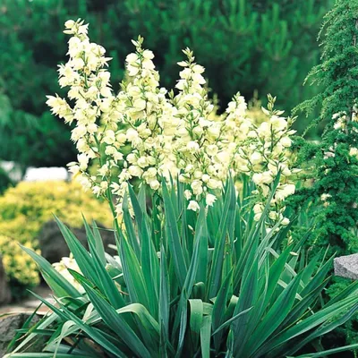 Купить Искусственный цветок для декора юкка, декоративное растение высокое  напольное в бежевом кашпо для интерьера, 120 см по выгодной цене в  интернет-магазине OZON.ru (721046223)