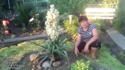 Юкка садовая (Yucca) — купите саженцы в контейнере в Краснодаре -  Прекраснодар — садовый центр в Краснодаре