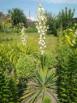 Юкка садовая (Yucca) — купите саженцы в контейнере в Краснодаре -  Прекраснодар — садовый центр в Краснодаре