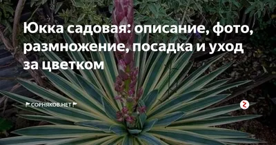 Купить саженцы Юкка Нитчатая (Yucca Filamentosa) в питомнике. Для сорта Юкка  Нитчатая (Yucca Filamentosa) есть описание, фото, цены и отзывы садоводов.