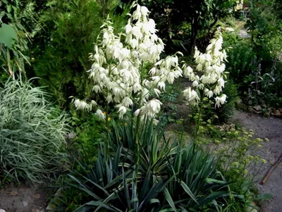 Юкка Садовая Нитчатая (Yucca Filamentosa L.), Саженец — Купить на BIGL.UA ᐉ  Удобная Доставка (1911045367)