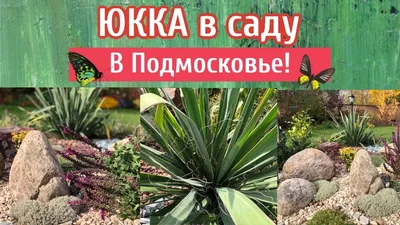 Садовая юкка в ландшафте 👍 - Идеи для вашего дома | Facebook