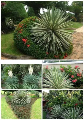 Yukka Юкка садовая #yucca #yukka... - Dekorativ Bitkilər | Facebook