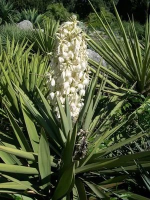 Юкка садовая нитчатая (Yucca filamentosa) садовый многолетник: 50 грн. - Сад  / город Дніпро на Olx