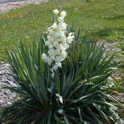 🌱 Юкка Сизая по цене от 2550 руб: саженцы, рассада - купить в Москве с  доставкой - интернет-магазин Все Сорта