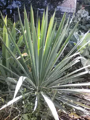 Юкка Григорьев Юкка Нитчатая (Yucca Filamentosa) (15 семян) - купить по  выгодным ценам в интернет-магазине OZON (1277094497)