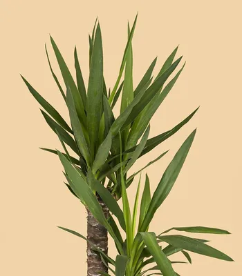 Растение Юкка: бесплатные изображения в webp формате