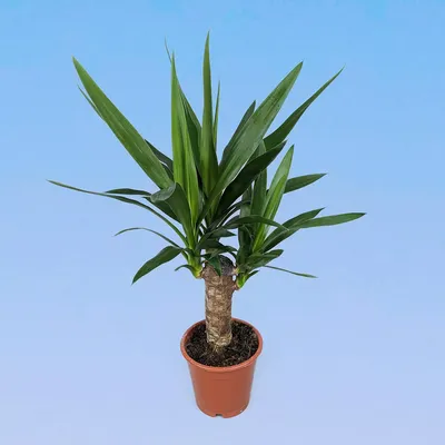 Изображения растения Юкка: скачать бесплатно в webp формате