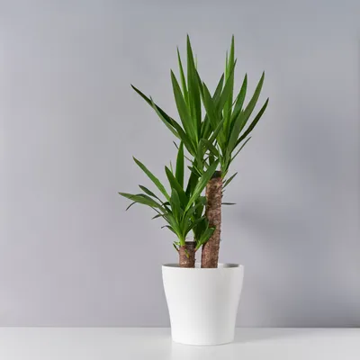 Растение Юкка: бесплатные картинки в jpg формате