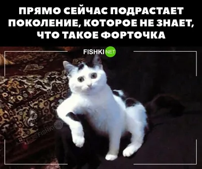 Пин от пользователя Юлия Павлович на доске любить себя | Веселые  высказывания, Смешные высказывания, Юмористические цитаты