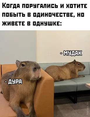 Пин от пользователя Tatiana Ru на доске Юмор | Веселые картинки, Цитаты  детей, Смешные лица детей