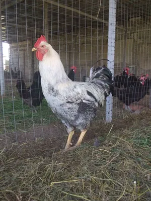 Продам юрловские голосистые петухи, купить юрловские голосистые петухи,  Киевская обл — Agro-Ukraine