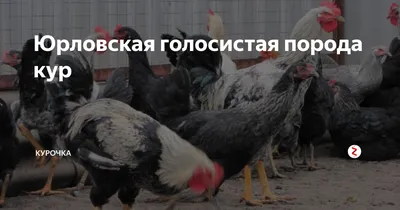 Юрловская голосистая порода кур | Курочка | Дзен