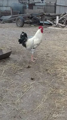 Породистые куры купить на Зозу.ру