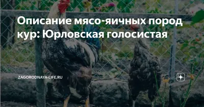 Описание мясо-яичных пород кур: Юрловская голосистая | zagorodnaya-life.ru  | Дзен