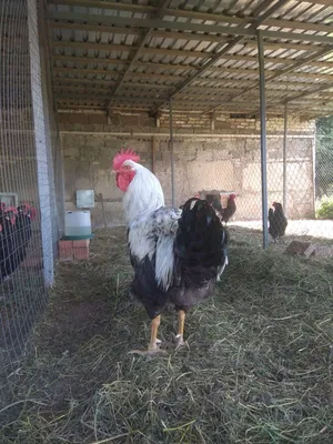 Продам юрловские голосистые петухи, купить юрловские голосистые петухи,  Киевская обл — Agro-Ukraine