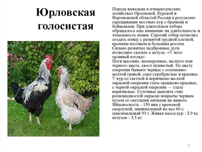 Юрловские голосистые куры их описание с фото и отзывывами фермеров