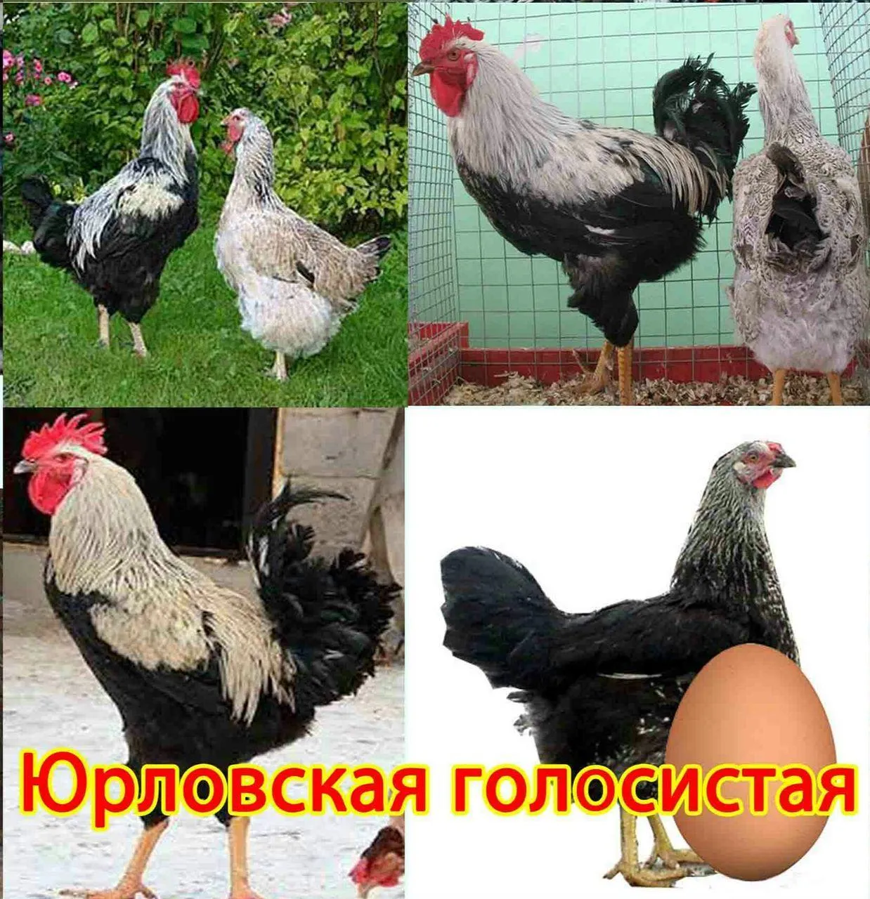 Породы Кур Несушек С Фото И Цены