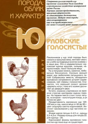 О курах Юрловская Голосистая: характеристики породы, разведение, уход