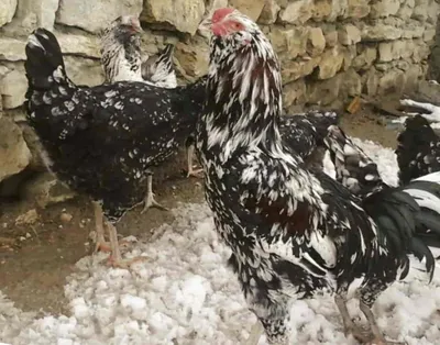 Юрловская голосистая (Yurlov chickens) - страничка породы в Каталоге