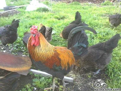 КЛАССИФИКАЦИЯ ПОРОД КУР