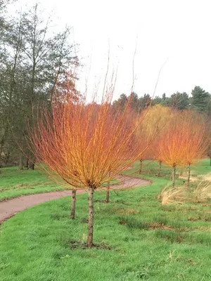 Ива белая (Salix alba) - Питомник и Садовый центр Русские Деревья