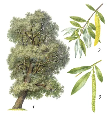 Ива белая \"Чермезина\" (Salix alba Chermesina) - Питомник и Садовый центр  Русские Деревья