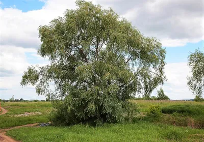 Ива белая Тристис Salix alba 'Tristis' С5, выс: 220-250 см | Питомник  \"ВЫРАСТИМ ВМЕСТЕ\"